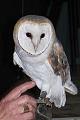 Nellie - barn owl